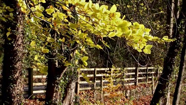 Winter Sun On Autumn Leaves, Forge Valley, West Ayton, Scarborough, North Yorkshire