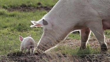 Mother Sow With Piglets, Pigs, Free Range Pig Farm, Scarborough, England