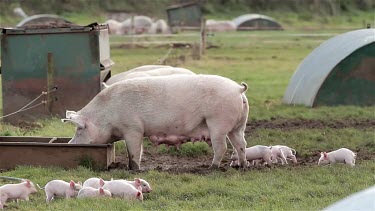 Mother Sow With Piglets, Pigs, Free Range Pig Farm, Scarborough, England