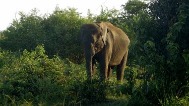 Wild Asian Elephant, Udawalawe Safari Park, Sri Lanka