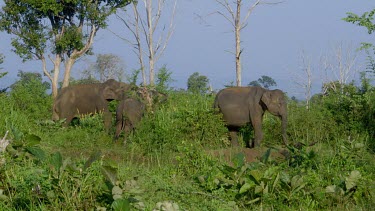 Asian Elephants Grazing, Udawalawe Safari Park, Sri Lanka