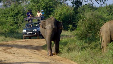 Asian Elephant & Tourist, Udawalawe Safari Park, Sri Lanka