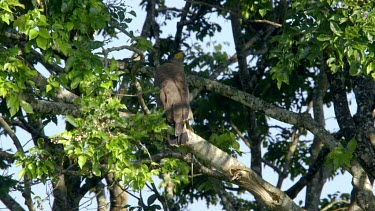 Crested Serpent Eagle, Udawalawe Safari Park, Sri Lanka