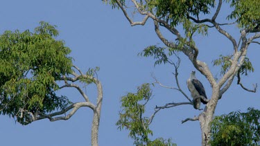 White Bellied Fish Eagle, Udawalawe Safari Park, Sri Lanka