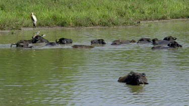 Domestic Water Buffalo Chewing The Cud, Udawalawe Safari Park, Sri Lanka