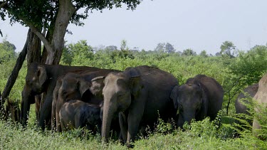 Asian Elephants Under Tree In Shade, Udawalawe Safari Park, Sri Lanka