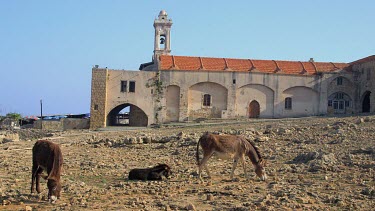 Wild Donkeys At Apostolos Andreos Monastery, Karpas Peninsula, Northern Cyprus