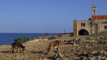 Wild Donkeys At Apostolos Andreos Monastery, Karpas Peninsula, Northern Cyprus