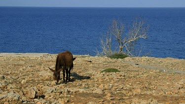 Wild Donkeys Grazing On Rocks, Karpas Peninsula, Cyprus, Northern Cyprus