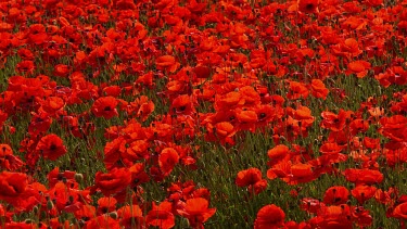 Red Poppies In Field, Scarborough, North Yorkshire. England