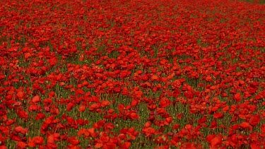 Red Poppies In Field, Scarborough, North Yorkshire. England