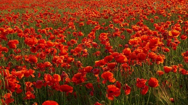 Red Poppies In Field, Scarborough, North Yorkshire. England