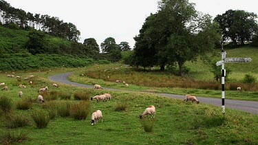 Grazing Swaledale Sheep, Nr Hutton-Le-Hole, England