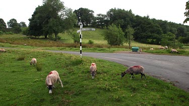 Grazing Swaledale Sheep, Nr Hutton-Le-Hole, England