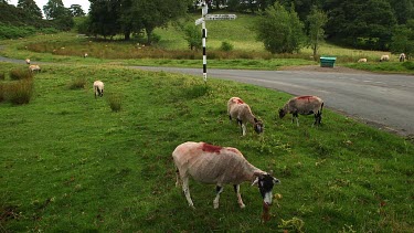 Grazing Swaledale Sheep, Nr Hutton-Le-Hole, England