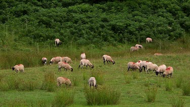 Grazing Swaledale Sheep, Nr Hutton-Le-Hole, England