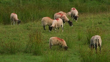 Grazing Swaledale Sheep, Nr Hutton-Le-Hole, England