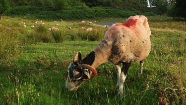 Grazing Swaledale Sheep, Nr Hutton-Le-Hole, England