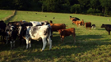 Holstein Cattle & Young Limousin, Wrench Green, North Yorkshire, England