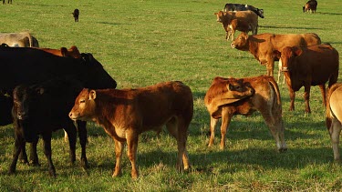 Holstein Cattle & Young Limousin, Wrench Green, North Yorkshire, England