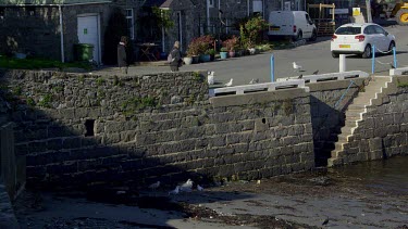 Woman Feeds Seagulls, Port Saint Mary, Isle Of Man, British Isles