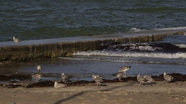 Young Seagulls On Beach, Peel, Isle Of Man, British Isles