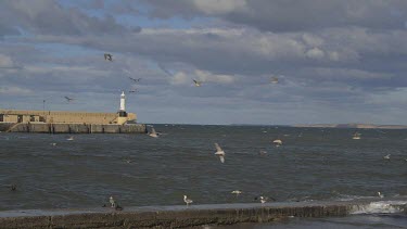 Young Seagulls Flying & Lighthouse, Peel, Isle Of Man, British Isles