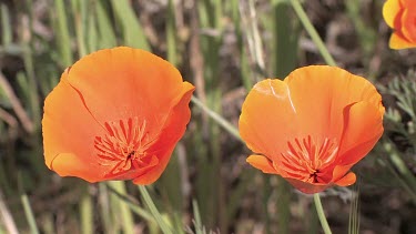 Wildflowers; wild poppies in the meadow - close-up
