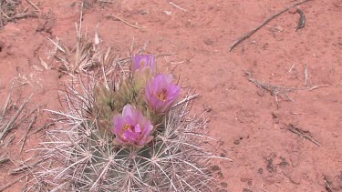 Wildflowers; pink cactus flowers, Whipple's Fishhook