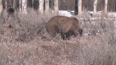 Grizzly bear in forest