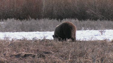 Grizzly bear in forest