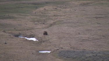 Grizzly bear far out on valley plain with coyote nearby