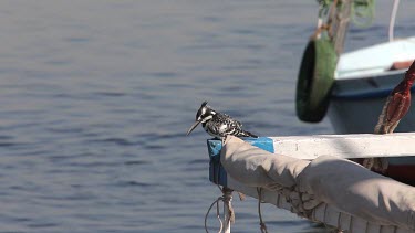 Pied Kingfisher On Boat Rigging, River Nile, Luxor, Egypt