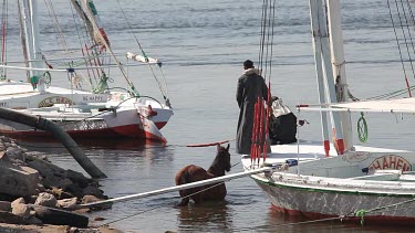 Egyptian Cab Driver & Horse, River Nile, Luxor, Egypt