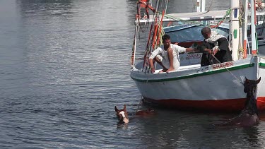 Egyptians & Horses In River, River Nile, Luxor, Egypt