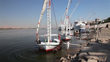 Egyptians Washing Horses At Dock, River Nile, Luxor, Egypt