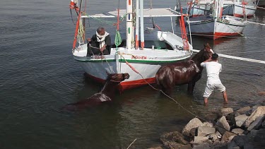 Egyptians Washing Horses At Dock, River Nile, Luxor, Egypt