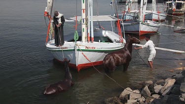 Egyptians Cleaning Horses At Dock, River Nile, Luxor, Egypt