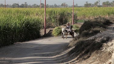 Boy With Donkey & Cart Carrying Sugar Cane, Near, Luxor, Egypt