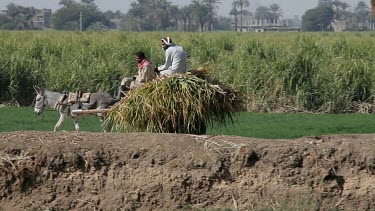 Donkey & Cart On Track, Nagaa El-Shaikh Abou Azouz, Egypt