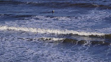 Surfers In North Sea, North Bay, Scarborough, North Yorkshire, England