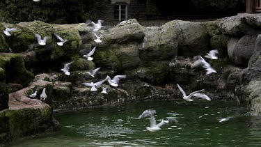 Seagulls & Humboldt Penguins Dive, Flamingo Land Zoo, North Yorkshire, England