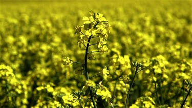 Rapeseed Field, Foxholes, North Yorkshire, England