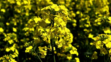 Rapeseed Field, Foxholes, North Yorkshire, England