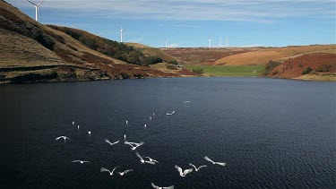 Birds On Naden Lower Reservoir & Wind Turbines, Wolstenholme, Lancashire