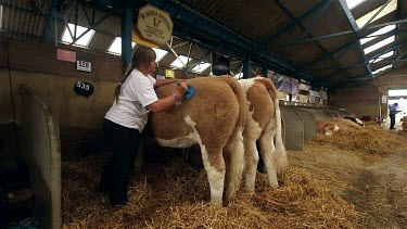 Blakewell Simmentals Cattle Being Brushed Ready For Show, The Great Yorkshire Show, North Yorkshire