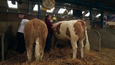 Blakewell Simmentals Cattle Being Brushed Ready For Show, The Great Yorkshire Show, North Yorkshire