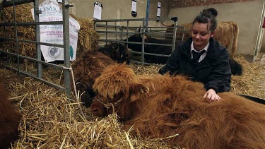 Young Highland Calf, The Great Yorkshire Show, North Yorkshire