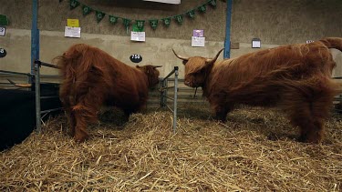 Highland Cattle Kept Cool With Electric Fans, The Great Yorkshire Show, North Yorkshire