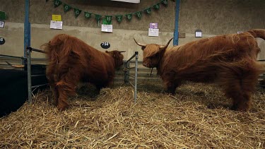 Highland Cattle Kept Cool With Electric Fans, The Great Yorkshire Show, North Yorkshire